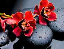 Красные орхидеи на гладких камнях