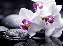 Орхидея и камни