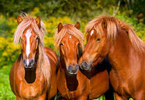 Три лошади у летнего леса