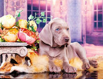 Щеночек возле цветов