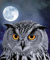 Сова в ночи под полной луной