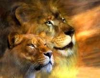 Лев и львица в тёплых лучах солнца