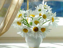 Нежные ромашки в белой вазе