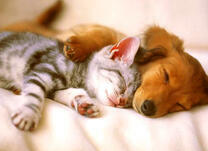 Спящие котёнок и щеночек