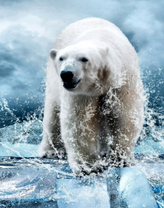 Белый медведь на льдине