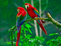 Красные попугаи на ветке