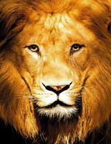 Портрет молодого льва