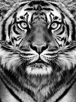 Чёрно-белый тигр