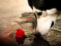 Хаски и красная розы в луже