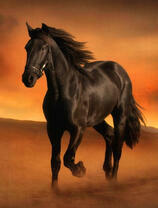 Черный жеребец в пустыне