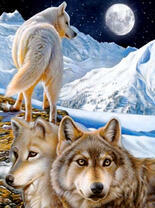 Волки в ночных горах зимой