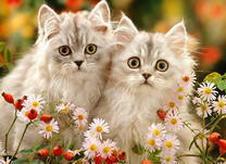 Пушистые белые котята и ромашки