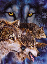 Стая волков на ночной охоте