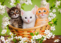 Три котёнка в корзинке и цветы яблони