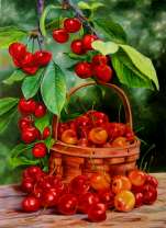 Небольшая корзинка спелой черешни