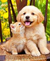 Щеночек и котёнок на одном стуле