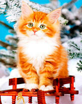 Рыжий котёнок на саночках