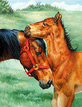 Жеребёнок и его мать