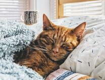 Спящая кошечка