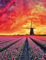 Большая мельница в поле тюльпанов