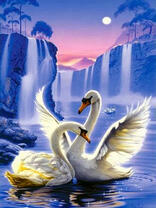 Белые лебеди в чудесном месте