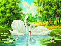 Лебединое счастье на озере