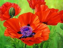 Нежные и яркие цветы маков на лугу