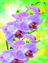 Нежное соцветие фиолетовой орхидеи