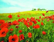 Маковое поле