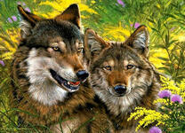 Волк с волчицей в весенней траве