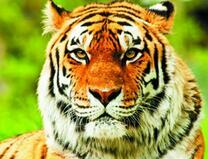 Пушистый тигр