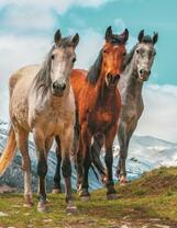 Три красивые лошади в горах