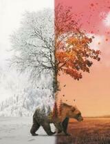 Медведь идёт сквозь время