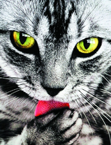 Зеленоглазый котик