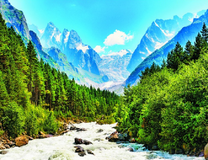 Буйная горная река среди елового леса