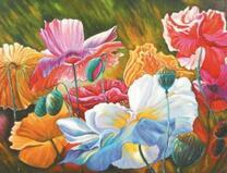 Разноцветные маки