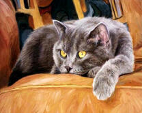 Старый уставший кот