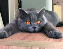 Пушистый кот пепельного окраса