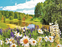 Луговые цветы у реки