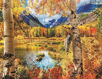 Осенние березки с видом на горы