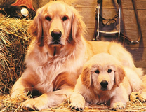 Мама собака и ее щенок