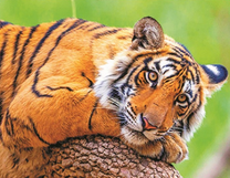 Уставший молодой тигр