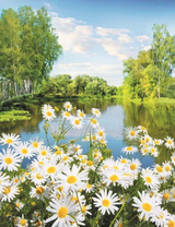 Ромашки на фоне русского пейзажа