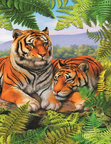 Семейная пара тигров