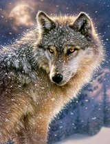 Волк запорошенный снегом