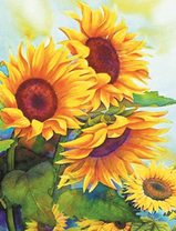 Большие яркие подсолнухи