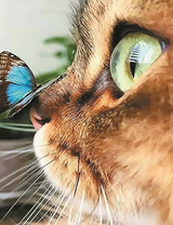 Удивленный кот с бабочкой на носу