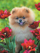 Шпиц среди тюльпанов