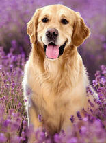 Довольный пёс в лавандовом поле