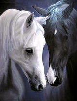 Черная и белая лошадь